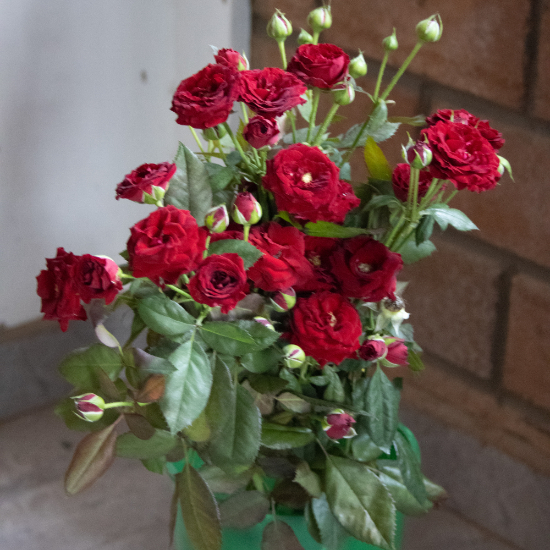 Red Sensation Flower